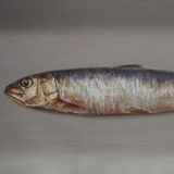 Sardine on Worktop