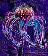 Echinacea Blue