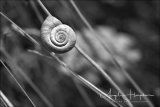 Normandy France Snail