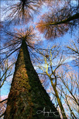Photograph Gillfield Woods Sheffield