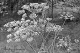 Hedge Parsley Mono Photograph