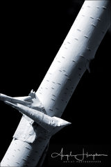 Paper Birch Blue Photograph