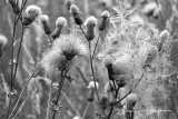 Seed Heads Sheffield Mono Photograph
