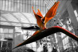 Bird of Paradise Flower