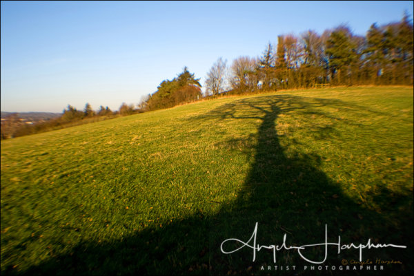 Tree Shadow Favourite Walk