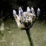 Pale Blue Agpanthus Photograph