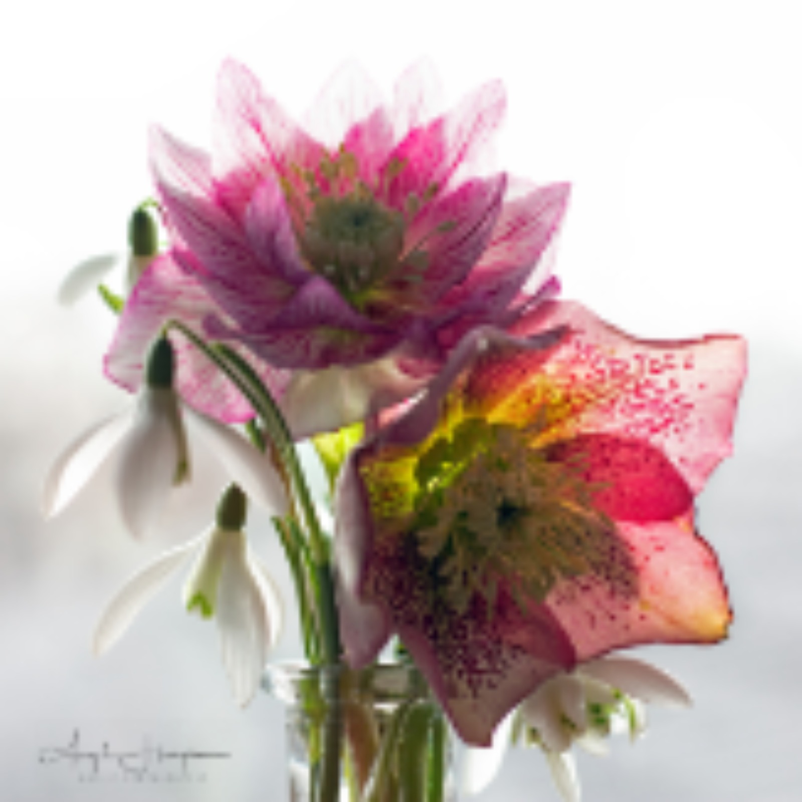 Photography - Plants