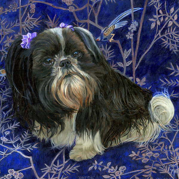 A portrait of a black and white shih tzu on a Chinese fabric background