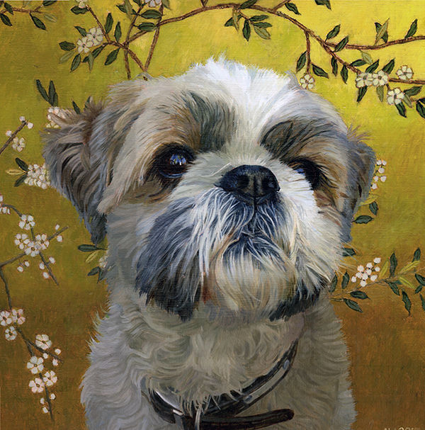 A portrait of a brown and white shhi tzu on a background of Chinese wallpaper
