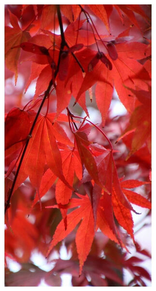 Christine - Crimson Foilage