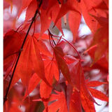 Christine - Crimson Foilage