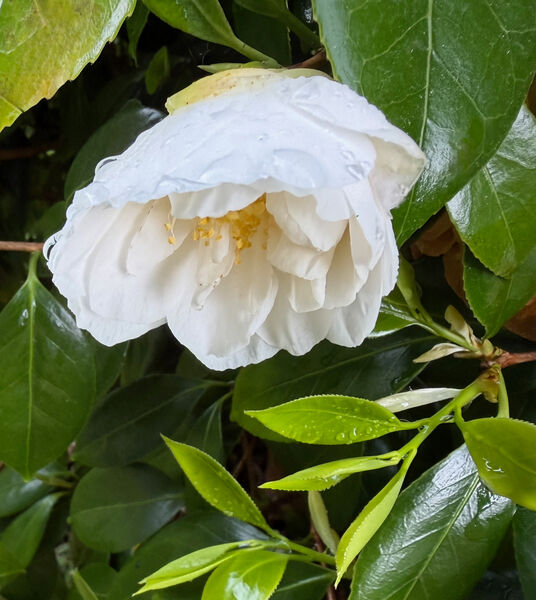 Gay - Rainy Camelia