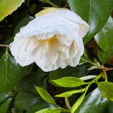 Gay - Rainy Camelia
