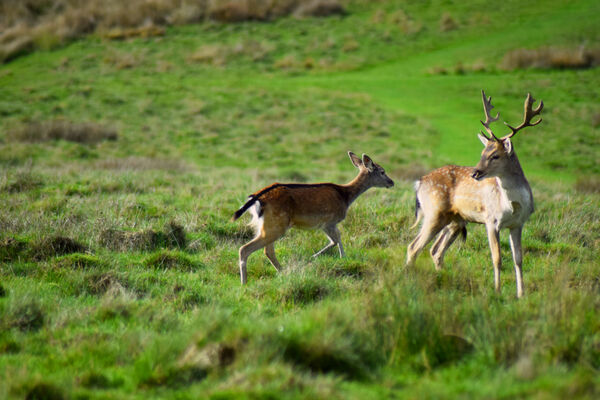 Eden - Mama and her baby