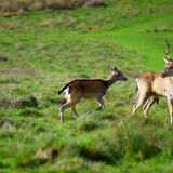 Eden - Mama and her baby