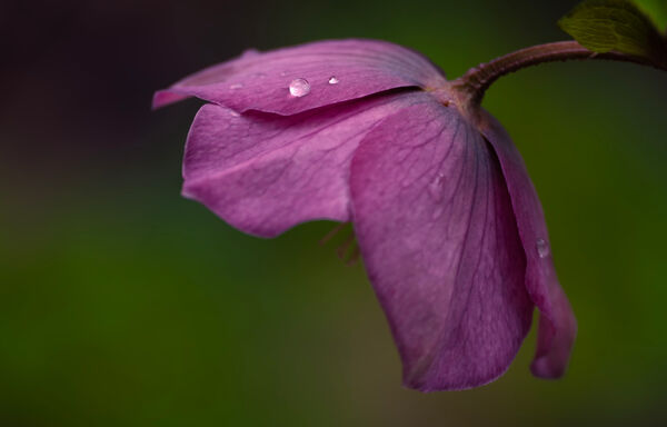 Liz - Raindrops - 3rd (15 votes)