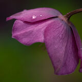 Liz - Raindrops - 3rd (15 votes)