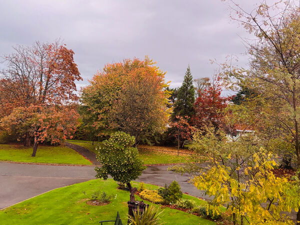 Jill - Our Front Garden this Week