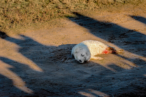 14 - Born in the shadows