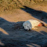 14 - Born in the shadows