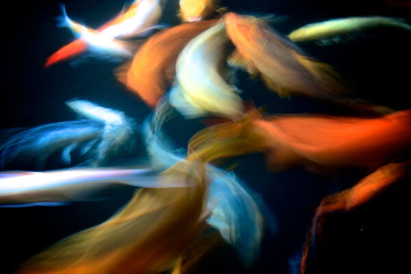 Raj - Koi on the move - 3rd (15 votes)