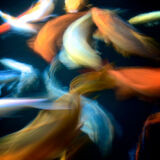 Raj - Koi on the move - 3rd (15 votes)