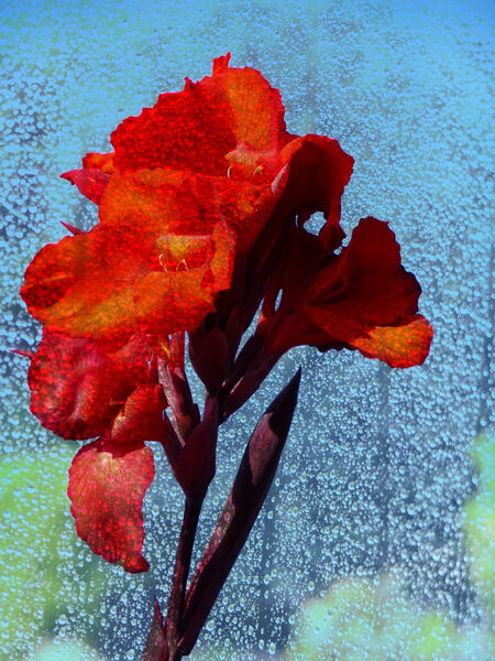Barrie - Rainy Day Window Flower