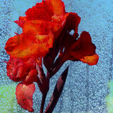 Barrie - Rainy Day Window Flower