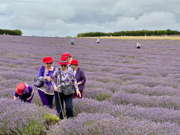 Guy - Red Hats in Lavender