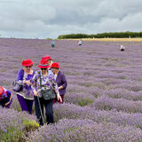 Guy - Red Hats in Lavender