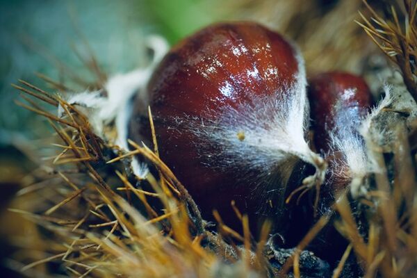 Carole - Spiky protection!