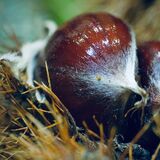 Carole - Spiky protection!