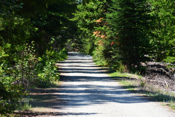 16 - Shady Walk on a Summer Day