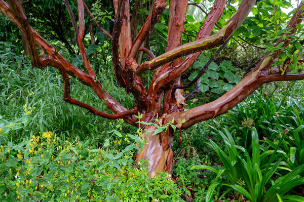 Mike - Whomping Tree