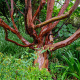 Mike - Whomping Tree