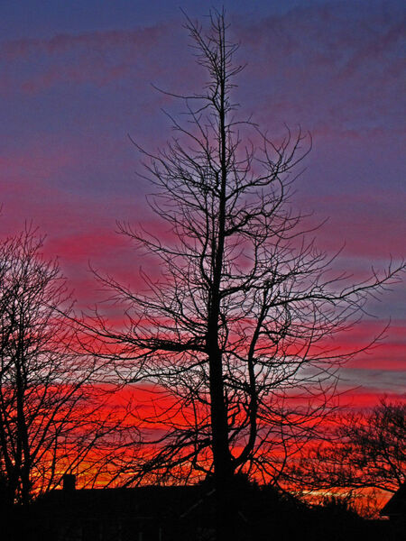 Norman - Tree at Sunset