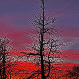 Norman - Tree at Sunset