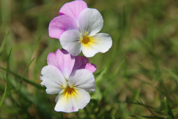 Ian - Lone viola
