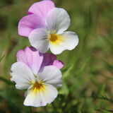 Ian - Lone viola