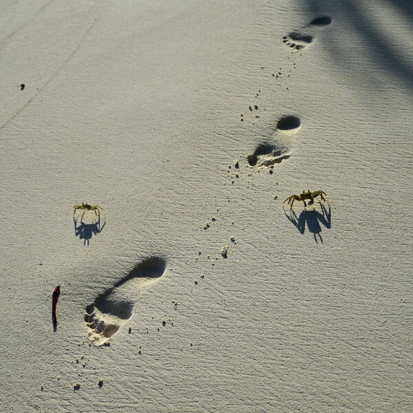 Raj - Beach Combers are about