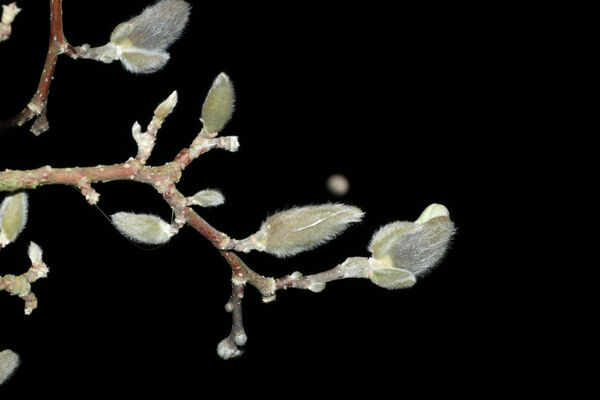 Steve - Distant Moon