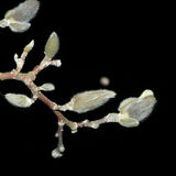 Steve - Distant Moon