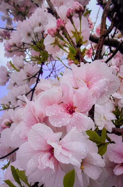 Liz - Soggy Cherry Blosson