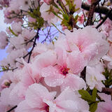 Liz - Soggy Cherry Blosson