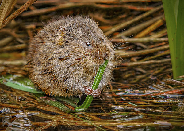 Mike D -  Pre-hibernation snack - Joint 1st (20 votes)