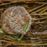 Mike D -  Pre-hibernation snack - Joint 1st (20 votes)