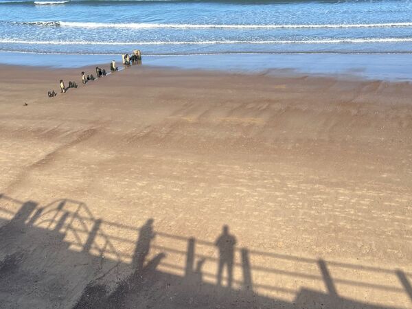 20 - No dogs allowed on the beach