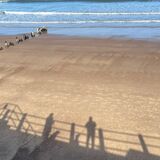 20 - No dogs allowed on the beach