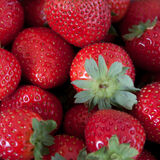 Carolyn - Summer Strawberries