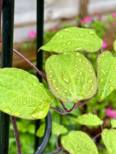 Richard - Wet Leaves